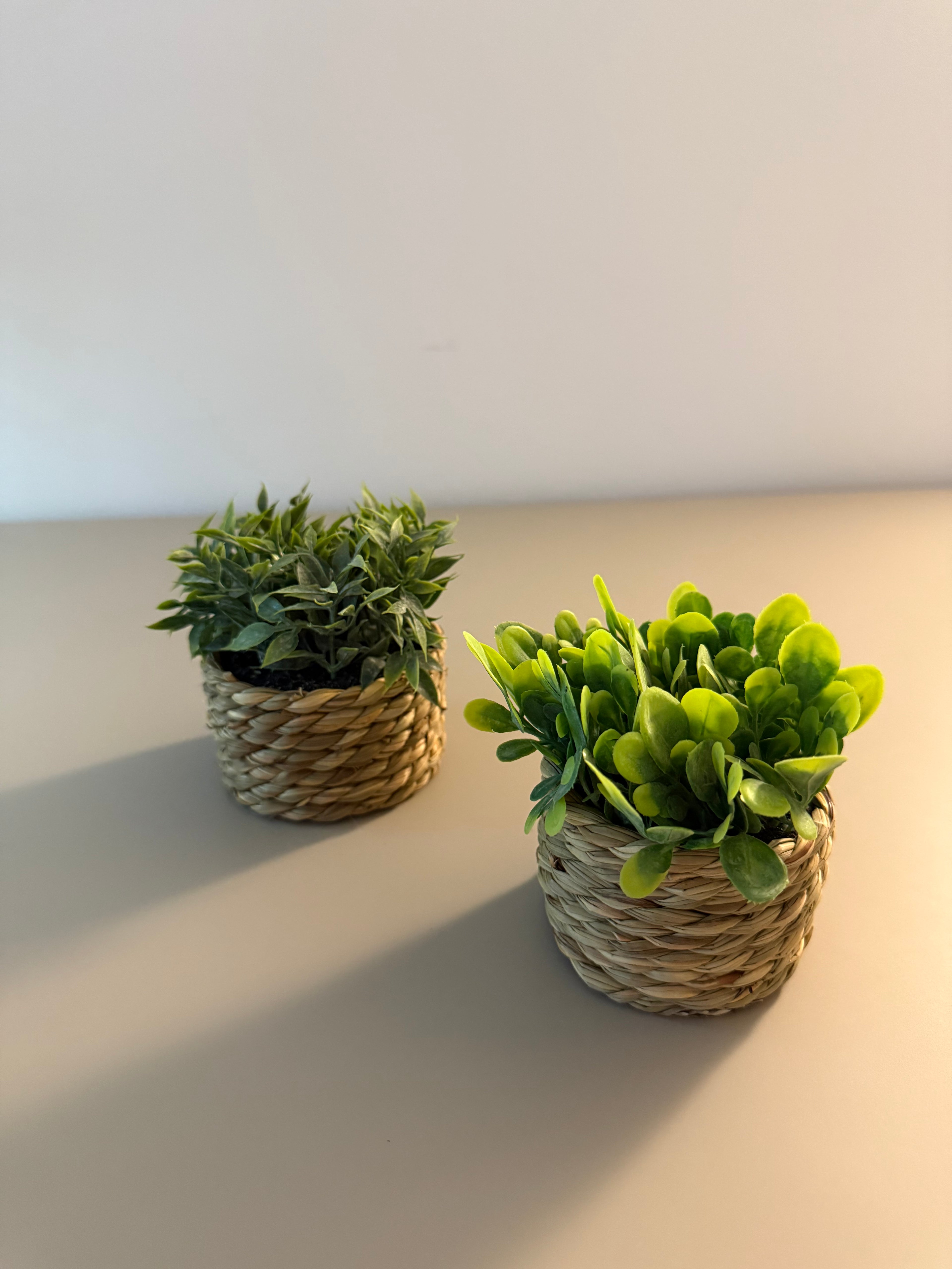 Limitiertes Coastal Greens 2er-Set Deko-Pflanzen im Korbtöpfchen