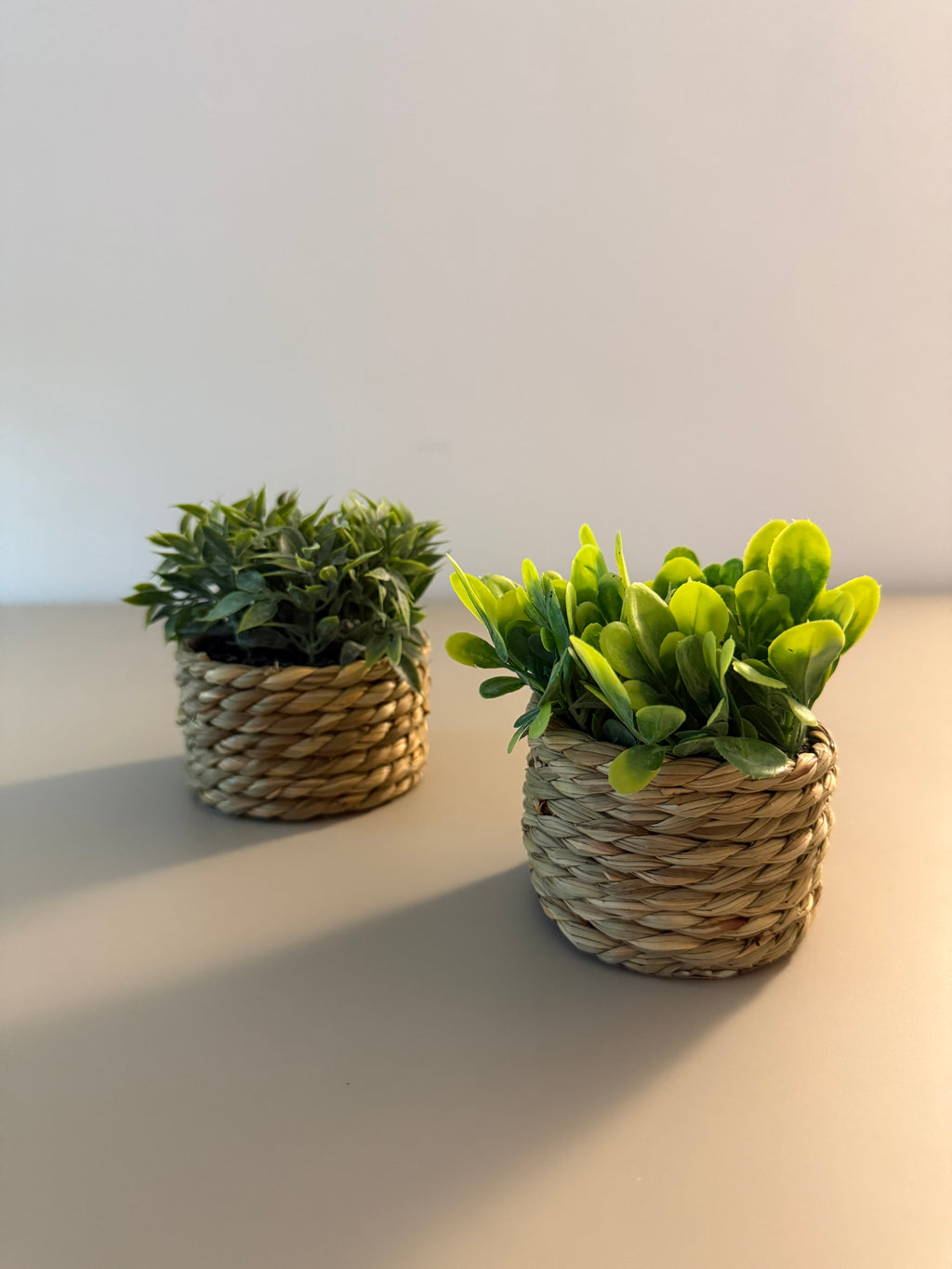 Limitiertes Coastal Greens 2er-Set Deko-Pflanzen im Korbtöpfchen