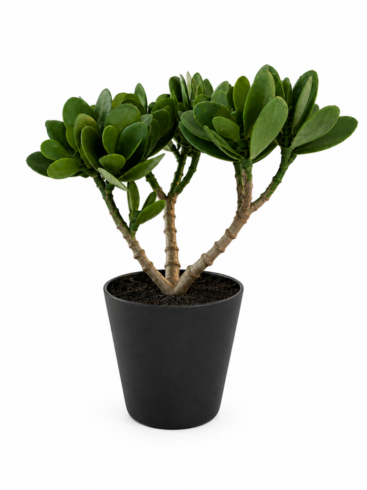 ASCEND 21 EVERGREEN MINI® Kunstpflanze – Realistische Deko-Pflanze im modernen Topf – Pflegefreie Zimmerpflanze für Schreibtisch, Regal, Badezimmer & Wohnzimmer