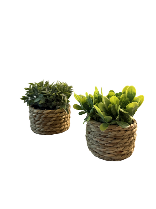 Limitiertes Coastal Greens 2er-Set Deko-Pflanzen im Korbtöpfchen